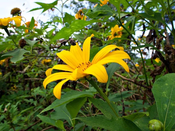 Kvetoucí Žlutý Květ Pozadím Zelené Listí Zahradě Nan Thajsko — Stock fotografie