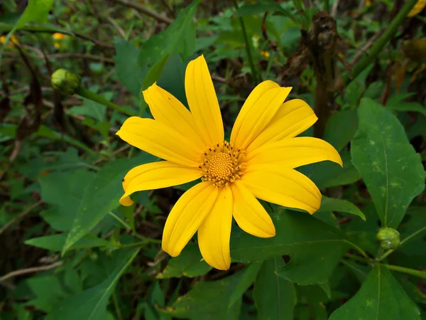 Retrato Cerca Disparado Flor Amarilla Con Hoja Verde Nan Tailandia — Foto de Stock
