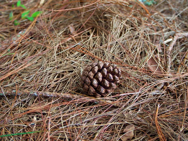 Der Kiefernzapfen Der Mitte Auf Dem Trockenen Grasboden Wald Nan — Stockfoto