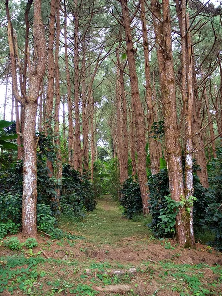 Pathway Lies Tall Tree Woods — Stock Photo, Image