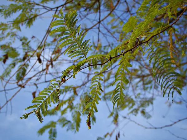 Eine Nahaufnahme Der Tamarindenblätter Und Zweige Mit Blauem Himmelhintergrund Unter — Stockfoto