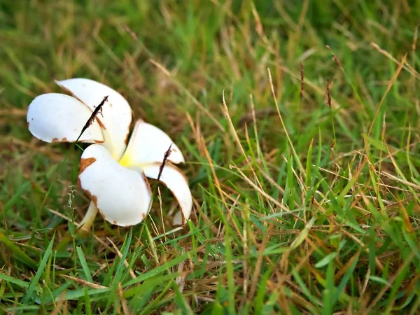 Die Nahaufnahme Der Faliage Plumeria Auf Dem Glas Bei Tageslicht — Stockfoto