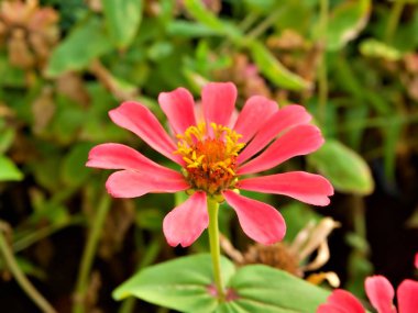 Kırmızı çiçek bahar bahçe ve bulanıklık yeşil çiçek arka plan, Tayland ile yaz çiçek