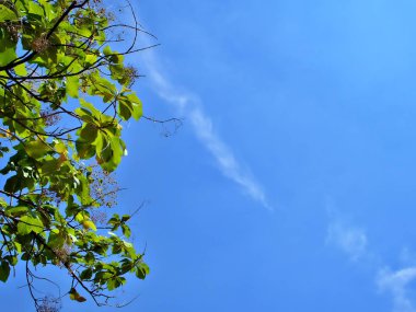 Bulut ve parlak güneş altında allık bir çizgi ile yeşil ağaç dalı, Bangkok, Tayland