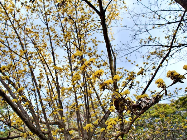Yellow Sakura Blooming Beautifully Branches Sky Cloud Background Iga Japan — Stock Photo, Image