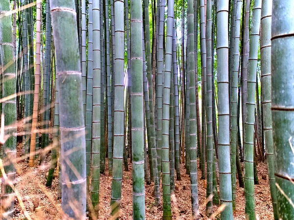 日本京都竹林的竹树干 — 图库照片