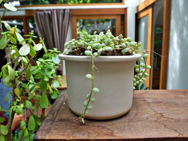 Beyaz tencerede çekilen bu büyüme sarmaşık ve güneşin altında büyümeye çalışın