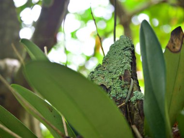 Bokeh arka plan ile orkide gövdesinde yetişen yosun odak atış