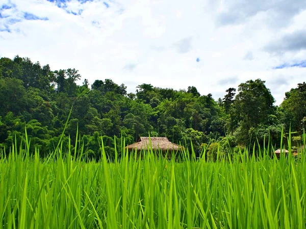 Field of green rice farm and the cottage with tree and cloudy sky background in Chiang Mai, Thailand