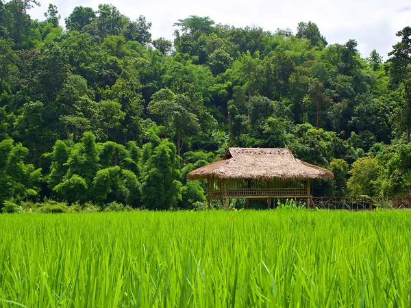 Casa Campo Estilo Tailandês Campo Arroz Verde Fundo Árvore Chiang — Fotografia de Stock