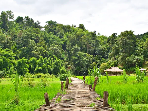 Paisagem Rural Styel Ponte Bambu Com Fresco Campo Arroz Verde — Fotografia de Stock