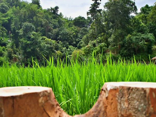 Blur Trädstam Med Det Gröna Fältet Bakgrunden Landsidan Chiang Mai — Stockfoto