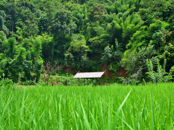 Paisagem Campo Arroz Verde Casa Campo Centro Chiang Mai Tailândia — Fotografia de Stock