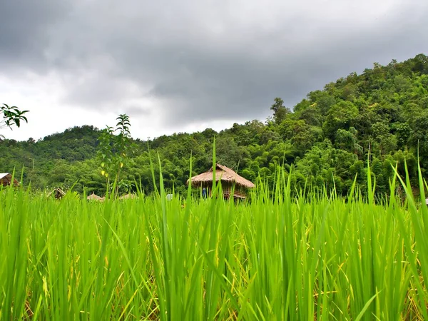 Paisaje Del Campo Arroz Verde Con Casa Campo Centro Con —  Fotos de Stock