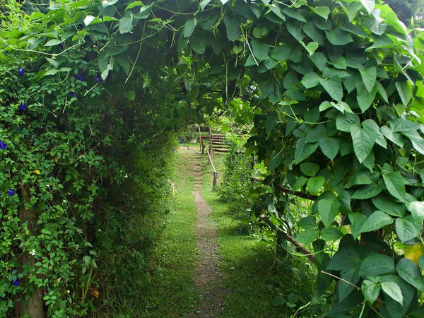 The green leaves and flower tunnel passage with green field at the floor in Chiang Mai, Thailand