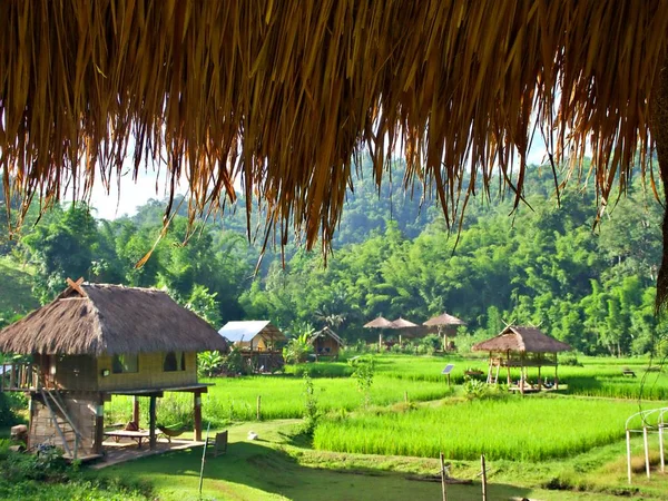 Kanten Hyddans Takskugga Och Risfilterlandskapet Med Stuga Chiangmai Thailand — Stockfoto