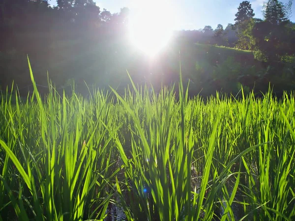 Grönt Ris Gård Och Den Skinande Kvällssolen Chiangmai Thailand — Stockfoto