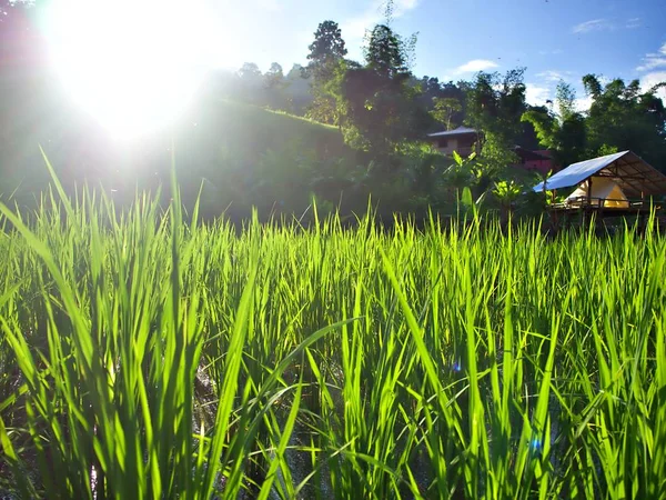 Den Strålande Kvällssolen Till Vänster Den Gröna Risodlingen Chiangmai Thailand — Stockfoto