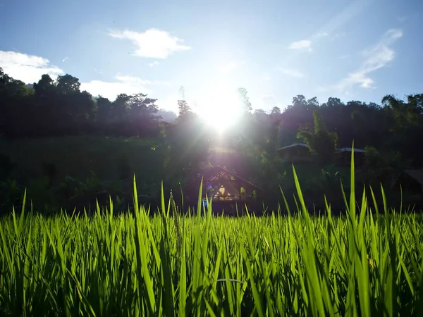 Paisagem Fazenda Arroz Verde Sol Brilhante Sobre Casa Campo Chiangmai — Fotografia de Stock