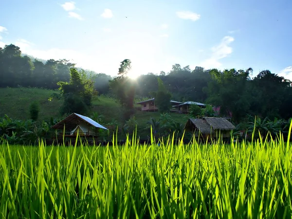 The sun that goes down in the valley with rice farm and cottage in Chiangmai, Thailand