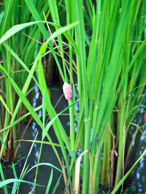 Chiang Mai, Tayland 'daki pirinç çiftliğindeki altın elma salyangoz yumurtasına yakın çekim.
