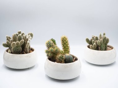 Üç tencere kaktüs, beyaz arka planda uzaktan kumandalı.