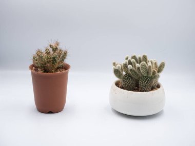 Turuncu ve beyaz kaktüs tenceresi beyaz arka planda ayrı duruyor.