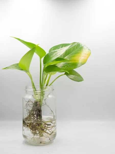 The green plant in the glass vase with isolated white background