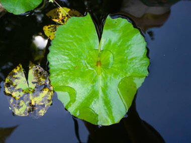 Nilüfer yaprağının üzerindeki su, bir süs olarak nilüfer vazosundaydı.