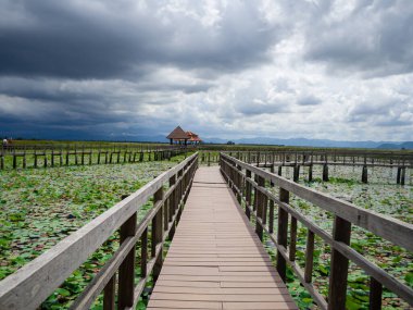 Nilüfer havuzundaki köprü geçidi.