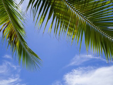 Koh Tao, Tayland 'da mavi ve beyaz bulutlu palmiye dalı.