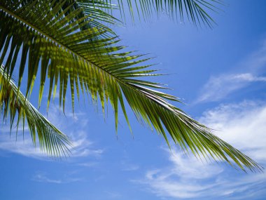 Çerçevenin üzerinde büyüyen palmiye yaprakları mavi gökyüzü ile beyaz bulut ile Koh Tao, Tayland