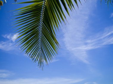 Bulutlu yaprak ve Koh Tao, Tayland 'da mavi gökyüzü.