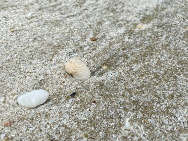 Tayland 'da kumsaldaki deniz kabuğu.