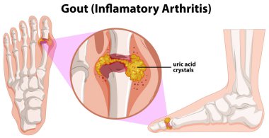 İnsan anatomisi gut illüstrasyon