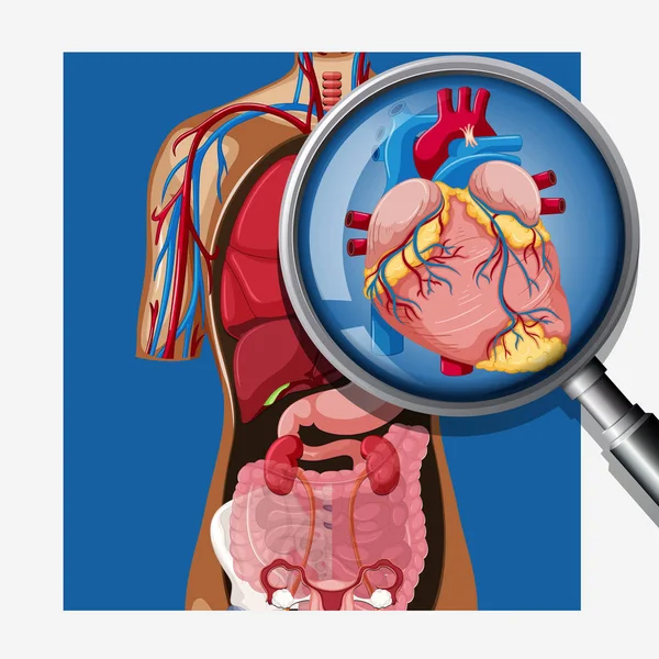 Anatomie Lidského Srdce Těle Ilustrace — Stockový vektor