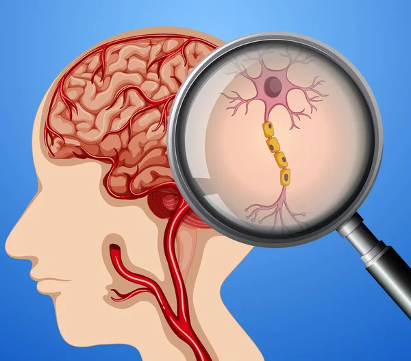 Anatomia Humana Cérebro Nervos Neurônio Ilustração — Vetor de Stock
