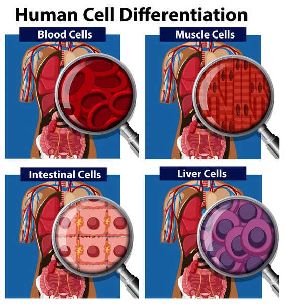 Insieme Illustrazione Differenziazione Delle Cellule Umane — Vettoriale Stock