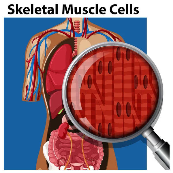 Illustration Vecteur Cellules Musculaires Squelettiques — Image vectorielle