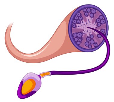 Beyaz arka plan illüstrasyon sperm