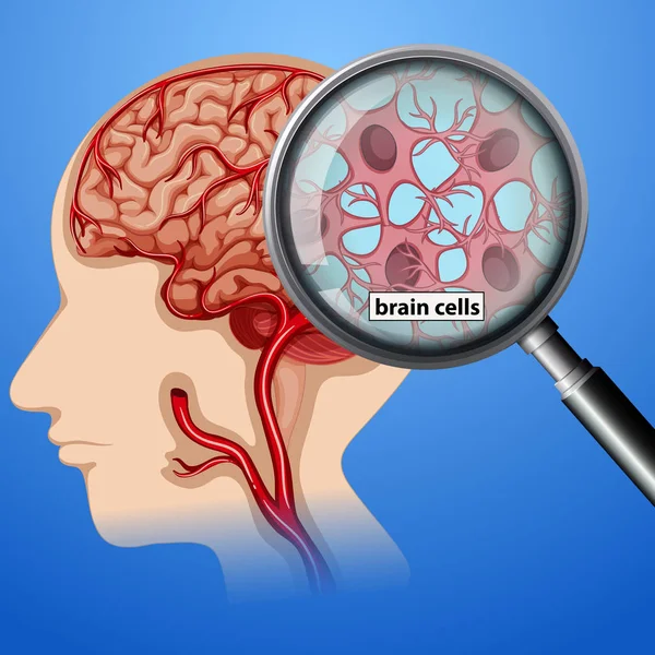 Mänskliga Hjärnans Celler Anatomi Illustration — Stock vektor