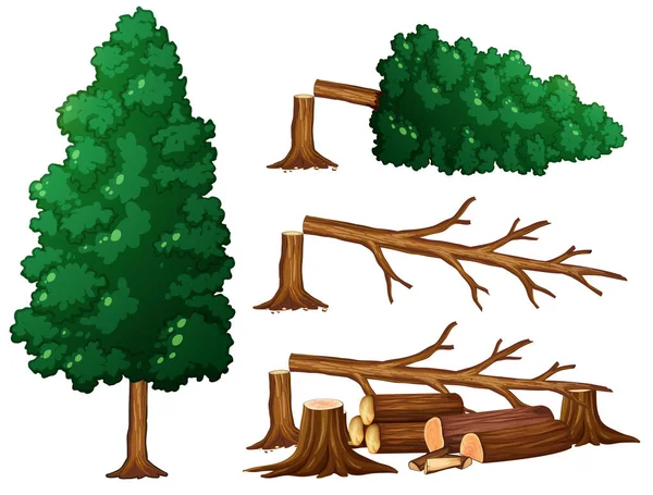 Ensemble Illustrations Arbres Bois — Image vectorielle