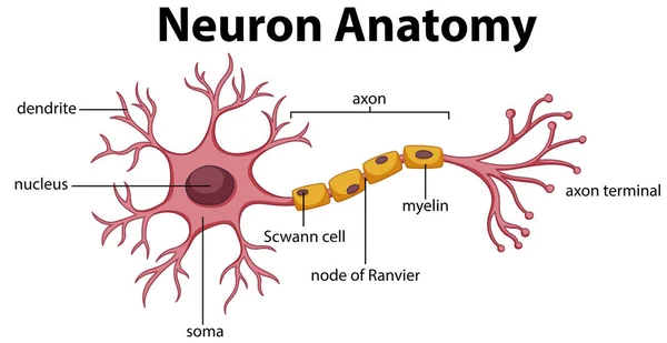 Diagrama Ilustração Anatomia Dos Neurônios — Vetor de Stock