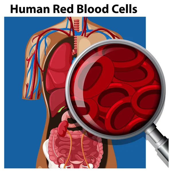 Anatomie Menschlicher Roter Blutkörperchen Illustration — Stockvektor