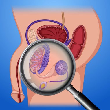 Erkek üreme sistemi anatomisi illüstrasyon