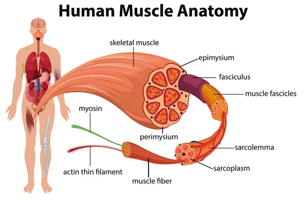 Illustrazione Del Diagramma Anatomico Del Muscolo Umano — Vettoriale Stock