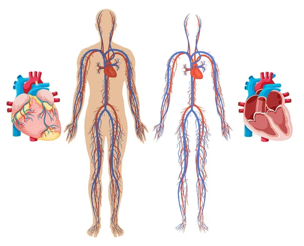 Εικονογράφηση Ανθρώπινη Καρδιά Και Κυκλοφορικό Σύστημα — Διανυσματικό Αρχείο