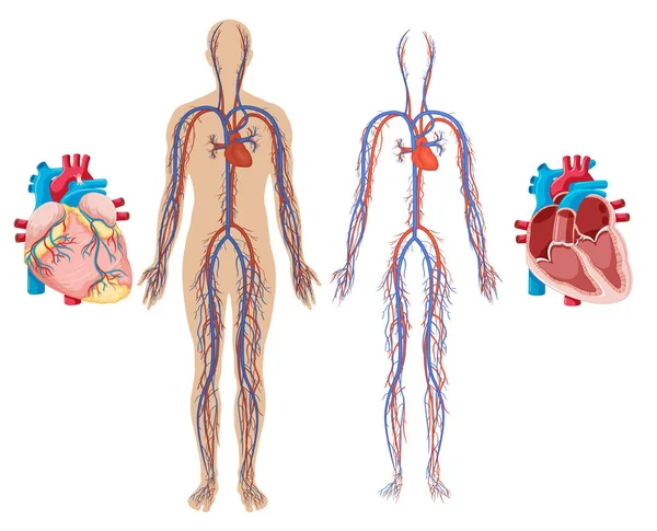 Afbeelding Van Het Menselijk Hart Bloedsomloop — Stockvector