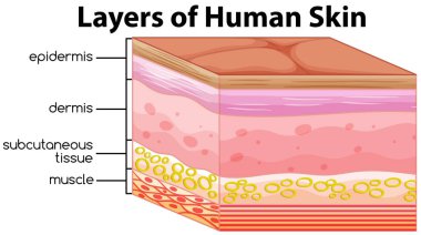 Layers of human skin concept illustration clipart