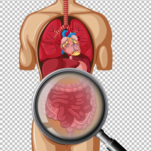 Anatomia Humana Ilustração Intestinal — Vetor de Stock